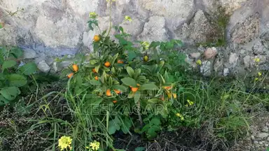 مزرعة/شاليه في حوض ابو بصيلة على طريق الماسورة في الصبيحي - السلط - 90,000 دأ - صورة NaN